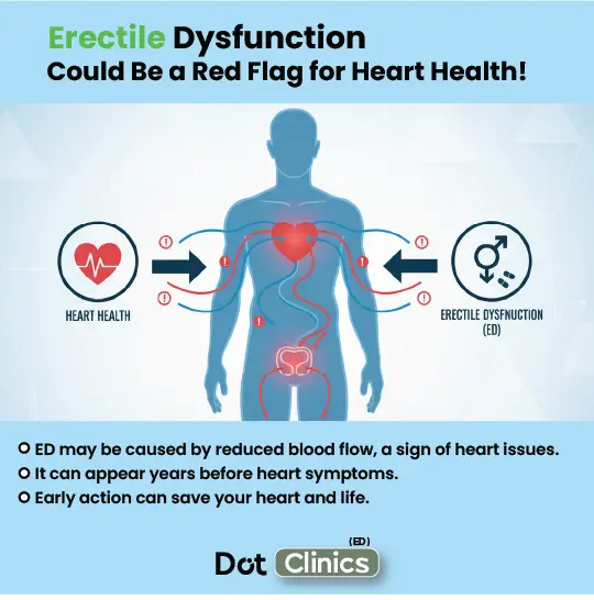 Erectile dysfunction as red flag for heart health showing circulation connection diagram