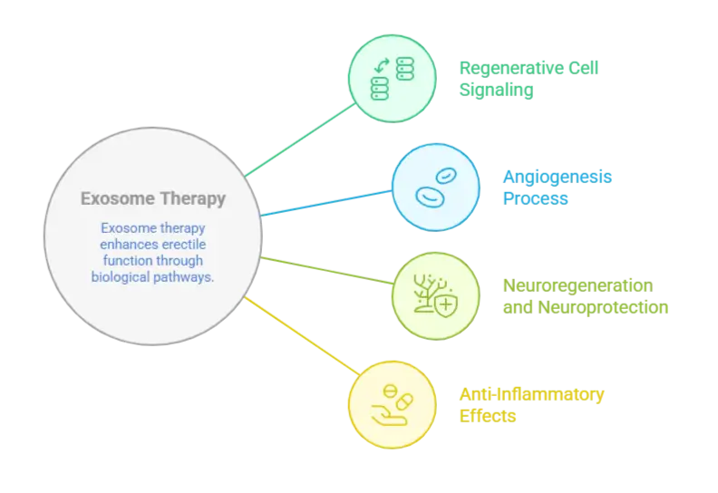 exosomes working