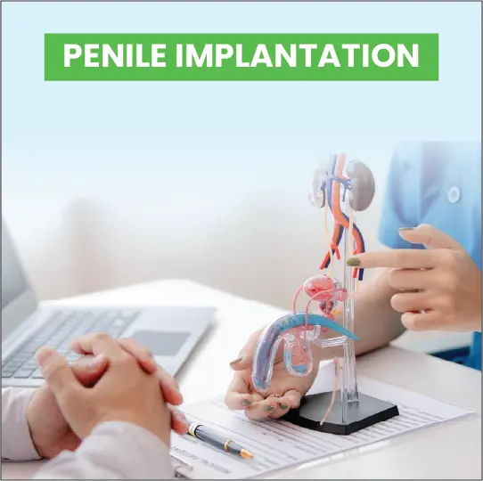 Doctor explaining penile implantation procedure using anatomical model during consultation